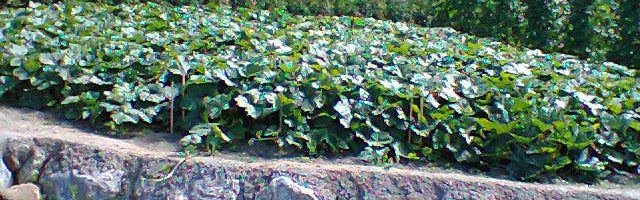 Las calabazas | En la huerta