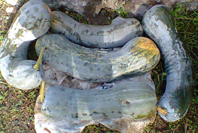 Recogiendo calabazas | En la huerta