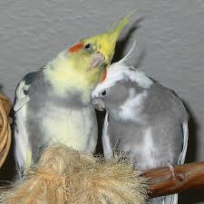 Pueden Mis Ninfas Contagiar Alguna Enfermedad Al Bebe Que Esperamos Uno Mas En La Familia