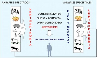 La leptospirosis, una enfermedad de animales que puede transmitirse a humanos | Uno más en la